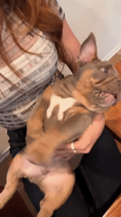 Woman holds English bulldog puppy in Los Angeles