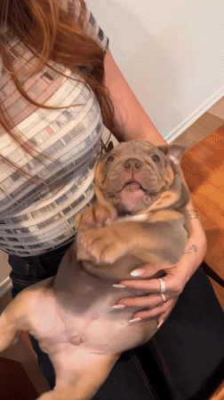 Woman holds English bulldog puppy in Los Angeles