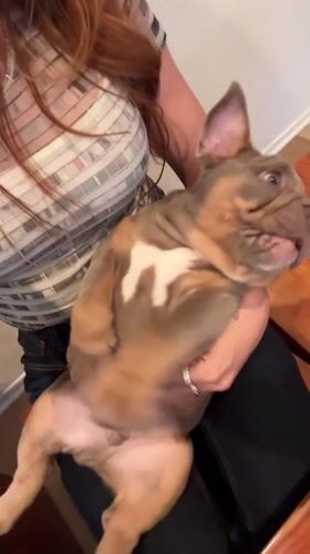 Woman holds English bulldog puppy in Los Angeles