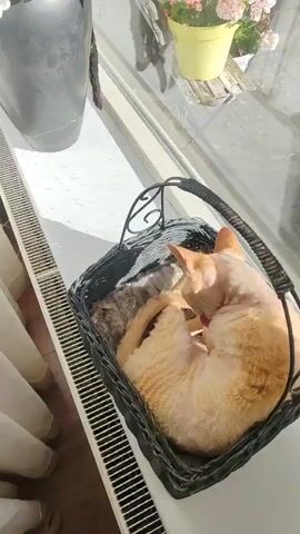 A close-up video captures an orange cat sleeping curled up in a dark basket on a windowsill. To the left of the cat, a large dark vase filled with artificial flowers is positioned on the windowsill. The windowsill itself appears to be white and rests above a white radiator with horizontal slats. To the right of the vase, other potted plants are visible in the background. A white curtain hangs on the far left side of the frame. The lighting suggests it is daytime.