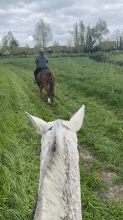 Horseback riding session documented in Estaimpuis, Belgium