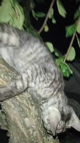 A kitten with gray tabby markings is on a tree branch at night. The kitten is looking down and appears to be grooming itself. The camera is moving, making the video blurry.