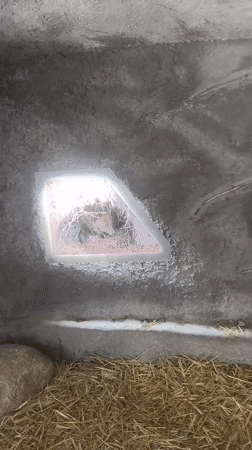 Interior space with embedded twigs documented in Yakoruda, Bulgaria