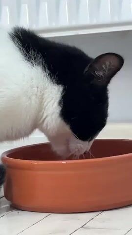 A black and white cat is eating from an orange bowl. The cat is positioned on the left side of the frame, with its head lowered into the bowl. The bowl is in the center of the frame, and it appears to contain a liquid or semi-liquid substance. The background is out of focus, but it seems to be a white or light-colored surface with some vertical ridges. The lighting is even, and there are no harsh shadows. The video is a close-up shot of the cat eating.