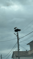 Stork spotted nesting on utility pole in Burgas residential area