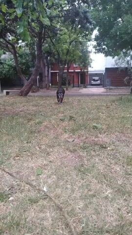 The video shows a black and white dog walking towards the camera in a grassy field. The dog appears to be an older dog, with grey fur around its muzzle and white paws. It is panting with its tongue out. In the background, there are trees, houses, and a person walking across the street. The grass in the field is a mix of green and brown, with some patches of dirt and fallen leaves. There is also a small stick in the foreground.