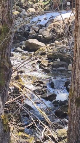 The camera is positioned behind two trees with rough, gray bark, looking out onto a small, rocky stream. The water is clear and moves swiftly over and around the rocks, creating small, sparkling reflections of sunlight. The banks of the stream are covered with rocks of various sizes, dry branches, and some patches of bare earth. In the background, there's a small patch of snow on one side of the stream. The overall scene suggests a natural, wooded area with a small creek flowing through it.