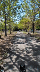 Morning dog walk through a park in Mykolaiv, Ukraine