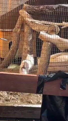 A person stands outside a wire enclosure holding a black plastic trash bag and looks inside. Inside the enclosure, there is a white animal with short ears on the ground and a green and yellow bird on a wooden branch. The enclosure is filled with branches and wooden structures.