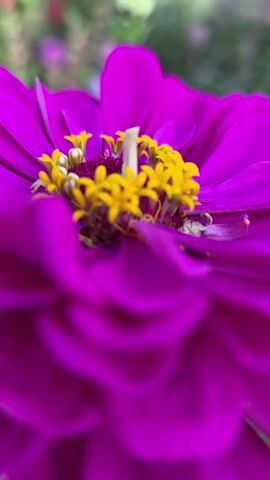 THIS IS A CLOSE-UP VIDEO OF A PURPLE ZINNIA FLOWER. THE CAMERA IS FOCUSED ON THE CENTER OF THE FLOWER, SHOWING THE BRIGHT YELLOW STAMENS. THE PETALS ARE A VIBRANT PURPLE AND ARE LAYERED CLOSELY TOGETHER. THE BACKGROUND IS BLURRED, BUT APPEARS TO BE GREEN FOLIAGE AND SOME OTHER OUT-OF-FOCUS FLOWERS IN SHADES OF PINK AND PURPLE. THE LIGHT APPEARS TO BE NATURAL SUNLIGHT. THE VIDEO SEEMS TO BE A STILL SHOT WITH NO APPARENT MOVEMENT.