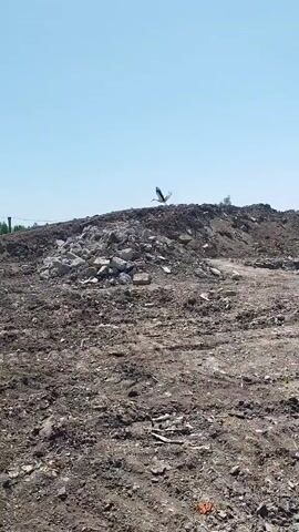 The video, filmed in Rozdil, Ukraine, captures an outdoor scene on a bright, clear day, suggesting it's daytime with good weather. The setting appears to be a construction or demolition site, characterized by uneven, disturbed ground covered in dirt, rocks, and debris. In the foreground, the ground is rough and uneven, with visible tire tracks, indicating recent activity.

A significant pile of rubble, composed of large rocks and what seem to be pieces of concrete or building materials, is situated towards the right side of the frame. In the middle ground, there are several tall, dark posts, some of which appear to be remnants of old structures or possibly new fence posts, connected by wires. Beyond these posts, a sparse line of trees and vegetation is visible, with one distinct tree with few leaves standing out. In the far distance, some more structured buildings or infrastructure can be seen.

The most striking detail in the video is a bird, likely a stork given its distinctive black and white plumage and long wingspan, in flight against the clear blue sky. It is seen in the upper portion of the frame, appearing to fly towards the left. The presence of the bird adds a dynamic element to the otherwise static and somewhat desolate landscape. There is no visible text in the media file. The overall impression is of a work in progress or a site undergoing change, set against a backdrop of a peaceful, sunny day.