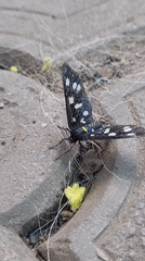 Butterflies, blooms, a big dog, and engine work in Tetianivka