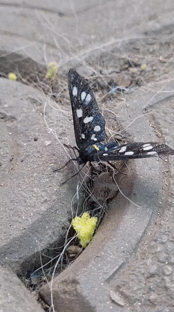 Butterflies, blooms, a big dog, and engine work in Tetianivka