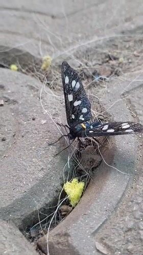 Butterflies, blooms, a big dog, and engine work in Tetianivka