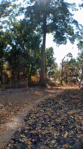 The video displays a low-angle shot of a forest floor covered in dry leaves, with a narrow dirt path winding through it. A very tall tree dominates the center of the frame, its branches reaching towards a bright sky with the sun shining through. Sunlight filters through the leaves, creating dappled light on the ground. Other trees with green foliage are visible in the background, along with some dry, bare branches. The overall impression is of a sunlit forest clearing on a dry day.