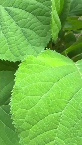 The video shows a close-up view of vibrant green hydrangea leaves. The camera slowly zooms out, revealing more of the plant and its surrounding environment, which appears to be an outdoor setting with some grass visible in the background. The lighting suggests it is daytime.