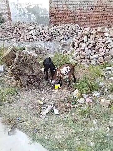 The video shows two goats, one entirely black and the other brown with white patches, foraging in an outdoor, unkempt area. The brown and white goat is actively investigating a yellow plastic bag on the ground, appearing to try and eat something from or chew on the bag itself. The black goat stands nearby.

The ground is dusty and littered with various debris, including dry leaves, twigs, and other discarded items. To the left, there is a large pile of dried plant matter or brush. In the background and to the right, a substantial pile of bricks is visible, suggesting a construction site or an area where building materials are stored. Sparse green vegetation grows in patches. The scene depicts a common sight in Dera Chahal, Pakistan, where domestic animals often graze in available open spaces. The lighting indicates it is daytime.