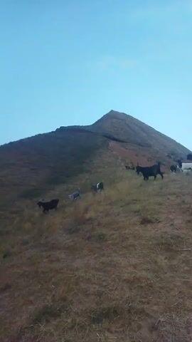 The video shows a herd of goats on a grassy hillside with a large mountain peak in the background. The sky is clear and blue. Several goats are visible, some black, some white, and some grey. The goats are scattered across the hillside, with some appearing to be grazing. The camera is positioned low on the hill, looking upwards towards the mountain. The overall impression is of a rural, natural landscape.