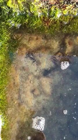 The video shows a close-up view of a tide pool with several small crustaceans, possibly shrimp or small crabs. Green algae grows along the edge of the tide pool. The water is murky, and bubbles are visible on the surface, indicating aeration or movement. One crustacean is partially submerged in the water, while another appears to be on the edge of the pool, near the algae. The lighting suggests it is daytime.