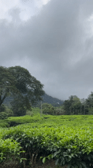 Tea plantation views and elevator scene captured in Chithirapuram