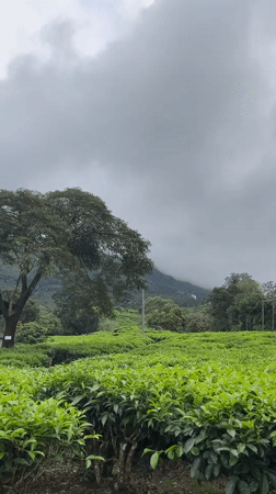 Tea plantation views and elevator scene captured in Chithirapuram
