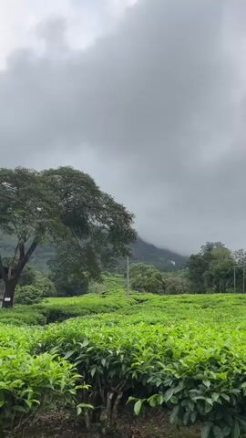 A static video captures a serene landscape of a tea plantation in Chithirapuram, India, on an overcast day. The foreground is dominated by vibrant green tea bushes, meticulously maintained in neat rows. To the left, a large, leafy tree stands tall, providing a contrast to the lower-lying tea plants. In the midground, more trees are visible, and utility poles with wires run through the landscape, hinting at some infrastructure. The background features rolling hills and mountains, partially shrouded in clouds or mist, creating a soft, ethereal atmosphere. The overall scene is peaceful and tranquil, showcasing the natural beauty of the region. No people or visible text are present in the video.