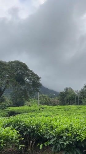 Tea plantation views and elevator scene captured in Chithirapuram