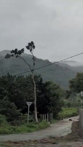 A vertical video shows a person or camera moving through a natural environment. The scene is overcast and appears to be a rural or mountainous area with lush green foliage and trees. In the foreground, there is dense vegetation and a tall tree with thin branches on the right. In the background, rolling hills are visible, partially obscured by mist or clouds. There is a utility pole with some wires and a light fixture on it to the right of the frame. Further in the background, a house with a red-tiled roof is partially visible behind some trees. The video appears to be shot from a moving vehicle, as indicated by the slight blur and changing perspective of the scenery.