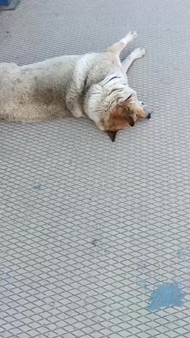 A light-colored dog with brown markings on its head is lying on its back on a gray, diamond-patterned surface. The dog's eyes are closed, and its legs are splayed out. A small amount of blue liquid is visible on the surface to the lower right of the dog.