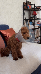 Dog in medical cone rests at Montenegro locations