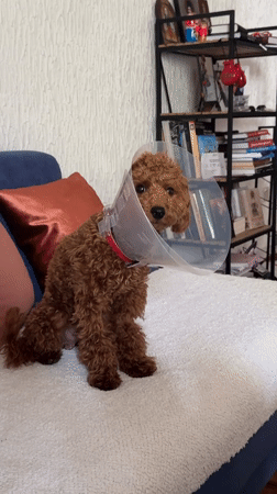 Dog in medical cone rests at Montenegro locations