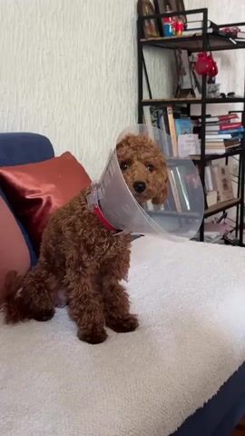 A medium shot shows a small, brown, curly-haired dog sitting on a white couch. The dog is wearing a clear, plastic cone around its neck and a red collar. Behind the couch is a blue cushion and a red pillow. To the right of the couch is a black metal shelf filled with books and various decorative objects. The wall behind the couch and shelf is textured and white. The dog is looking to its right with a somewhat forlorn expression. The scene is well-lit.