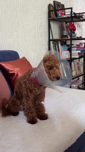 Dog in medical cone rests at Montenegro locations