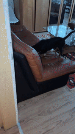 Small black and tan dog explores, plays, and rests at home