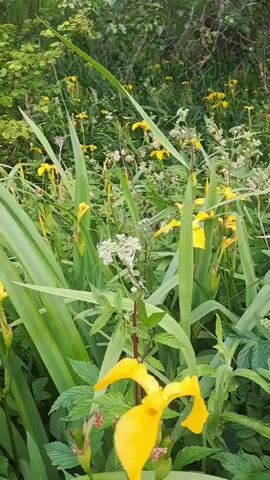 This is a video of a patch of yellow irises and other greenery. The camera is focused on the flowers and leaves. The video is 4 seconds long.
