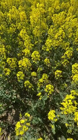 The video shows a field of yellow flowers under a clear blue sky. The camera pans upward from the ground level to the horizon, revealing the vastness of the flower field. The flowers appear to be rapeseed. The sky is a gradient of light blue, and there are no people or animals visible in the video.