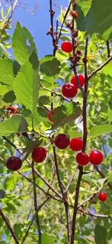 The video shows a close-up view of a cherry tree branch laden with ripe, red cherries. The cherries are small and round, with some appearing darker red or almost purple, indicating varying degrees of ripeness. They are clustered along thin branches, surrounded by vibrant green leaves. The background is a mix of more foliage and a bright blue sky, suggesting an outdoor setting on a sunny day. The camera is focused on the cherries and branches, with a slight sway or movement that might indicate a gentle breeze. There are no people or animals visible in the frame. The overall impression is one of natural abundance and the beauty of fruit ripening on the tree.