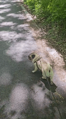 Pug walks forest path in Nikolovo, Bulgaria