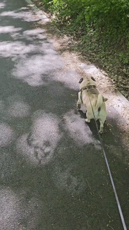 Pug walks forest path in Nikolovo, Bulgaria