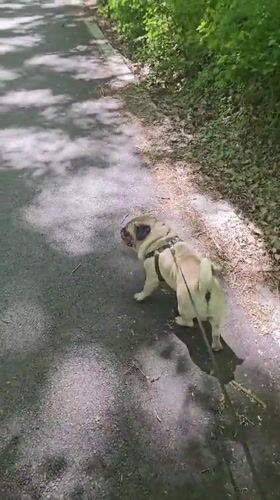 Pug walks forest path in Nikolovo, Bulgaria