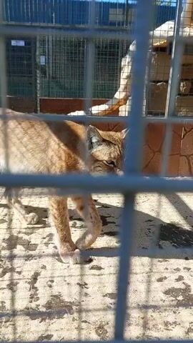 A medium shot video of a lynx in a cage. The lynx is walking in front of a wire fence. The lynx is light brown with dark spots. The lynx has pointed ears and a short tail. The cage appears to be outdoors with sunlight coming from the right.