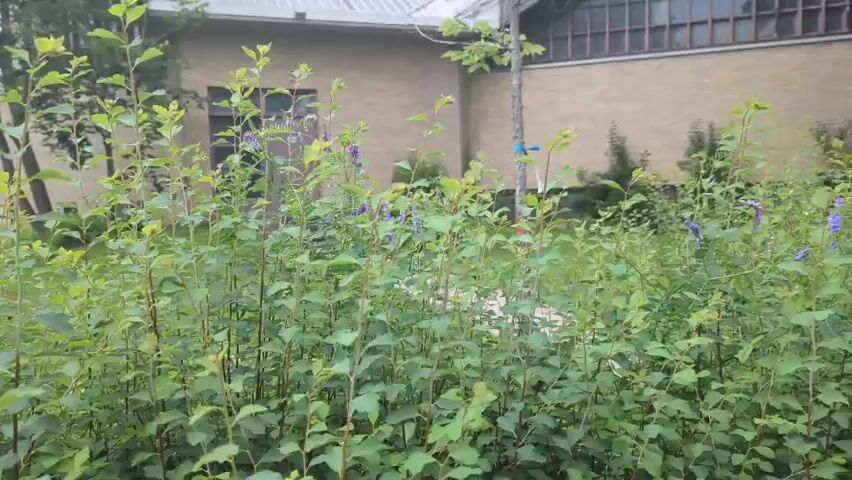 The video shows a dense patch of green bushes and plants in the foreground, with some purple flowers visible. Behind the bushes, there are two buildings. The building on the left is a light brown, multi-story structure with visible windows. The building on the right is larger, also light brown, with a white roof and large windows on the upper section. Trees are interspersed between the bushes and buildings. The overall environment appears to be an outdoor urban or suburban setting. The camera pans slightly to the right throughout the video. There are no people or animals visible.