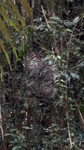 A large, intricate spiderweb is centered in the frame, suspended between thin, vertical branches amidst dense green foliage. The web is delicate and appears to be made of fine silk threads, catching the light in a way that highlights its complex structure. The surrounding environment is a lush forest, with numerous leaves and branches creating a dappled background of greens and browns. The lighting suggests an overcast day or a shaded area within the forest. No people or animals are visible in the frame.