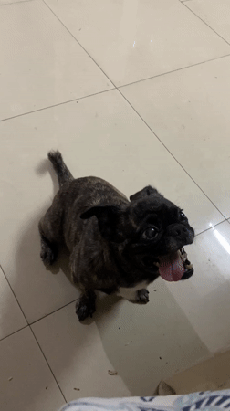 Dog plays with owner on tiled floor in Guayaquil