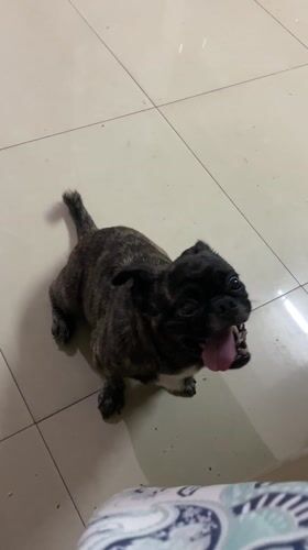 Dog plays with owner on tiled floor in Guayaquil