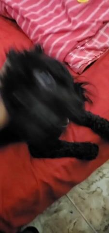 A hand pets a small, black, curly-haired dog lying on a red bed. The dog has a neon green collar.  A pillow with pink and white stripes and a yellow hair tie are visible in the background. The hand continues to pet the dog, focusing on its head and neck. The dog looks up at the camera.