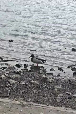 The video shows a body of water, likely a lake or river, with ducks in and around the water's edge. The water appears to be choppy. The foreground consists of a rocky shoreline with patches of mud and debris. The ducks, mostly male mallards, are seen swimming, preening, and standing near the shore. There are several ducks visible in the water beyond the main subject of the video. The general lighting suggests an overcast day. There's a concrete or paved surface at the bottom of the frame. Some voices can be heard in the background.