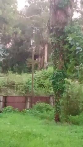The video captures a blurry, outdoor scene. The foreground is dominated by green grass. A reddish-brown fence with intermittent supports runs horizontally across the middle ground, partially obscured by greenery. Behind the fence, a slender, light-colored tree stands out against a backdrop of dense, green foliage and trees. A tall, dark pole, possibly a utility pole, is visible behind this tree, with some wiring or attachments near its top. To the right of the pole and the slender tree, a thick, rough-barked tree trunk, partially covered in ivy, is prominent. The background consists of more trees and vegetation, with the sky faintly visible and appearing overcast or hazy. The overall impression is of a somewhat overgrown, natural area, possibly a park or the edge of a wooded property.