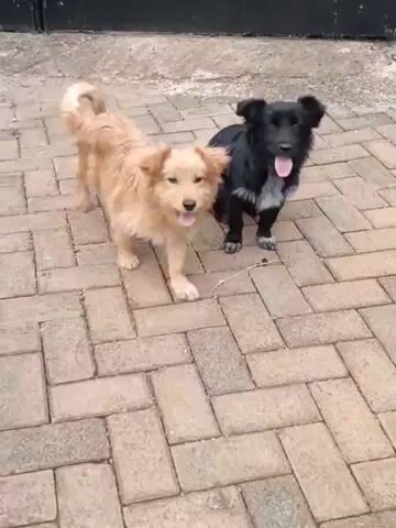 Two dogs are standing on a paved surface. The dog in the foreground is light brown and facing the camera. The dog in the background is black and is partially obscured by the brown dog. The black dog has its tongue sticking out. The paved surface is made of interlocking rectangular bricks laid in a herringbone pattern. There is a dark horizontal surface, possibly a wall or fence, behind the dogs. To the right of the dogs, a person in blue clothing is partially visible sitting down.