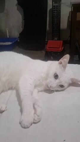 A white cat with light blue eyes and pristine white fur is seen lying on a white surface, possibly a bed or blanket, in a dimly lit indoor setting. In the background, various household items are visible, including a blue litter box, a dark object (possibly a bag or piece of furniture), a black tower fan, and part of a wooden table or shelf.

At the beginning of the video, the cat is lying down, looking towards the left of the frame with a curious expression. A human hand, with a light skin tone, then enters the frame from the bottom right. As the hand approaches, the cat shifts its focus, looking intently at the hand. The cat then extends its front paws, engaging with the hand. It proceeds to playfully bite the human's forearm, holding onto it with both its front paws. The cat's eyes remain open, and its overall demeanor appears to be one of playful interaction rather than aggression. The bite seems gentle, and the cat remains on its side, wrestling playfully with the hand as the video ends.